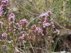 Andersonia caerulea