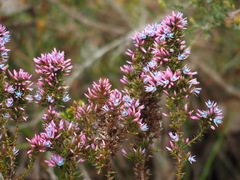 Andersonia caerulea