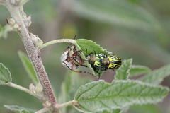 Calligrapha mexicana