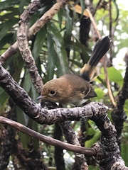 Chasiempis sclateri