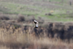 Pterocles orientalis