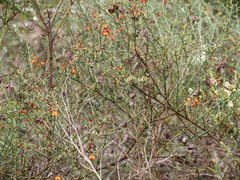 Daviesia flexuosa