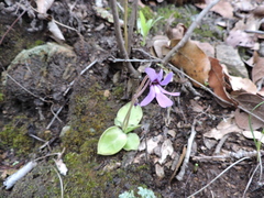 Pinguicula macrophylla