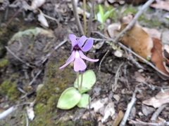 Pinguicula macrophylla
