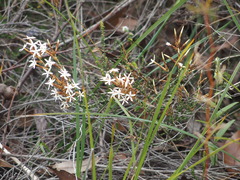 Lysinema pentapetalum