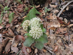 Asclepias pringlei