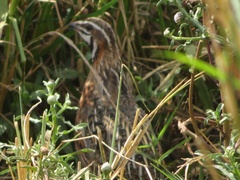 Coturnix delegorguei