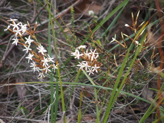 Lysinema pentapetalum