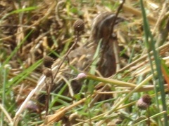 Coturnix delegorguei