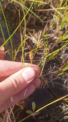 Carex rotundata