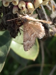 Chrysolarentia cryeropa