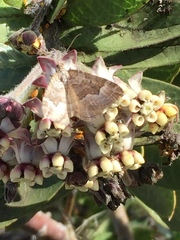 Chrysolarentia cryeropa