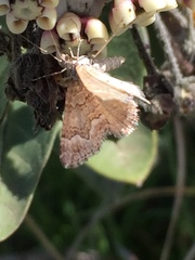 Chrysolarentia cryeropa