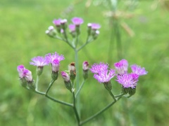 Cyanthillium cinereum