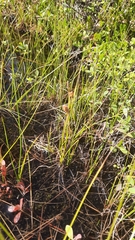 Carex rotundata