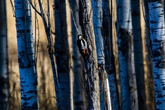 Dendrocopos syriacus