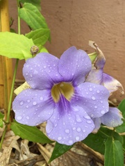 Thunbergia grandiflora