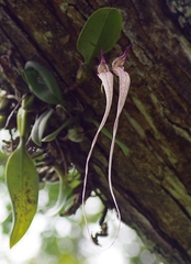 Bulbophyllum fascinator