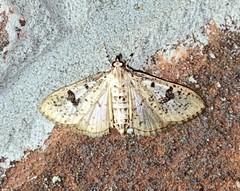 Palpita arsaltealis
