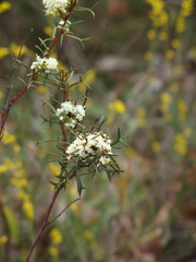 Grevillea trifida