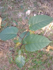 Cissus antarctica