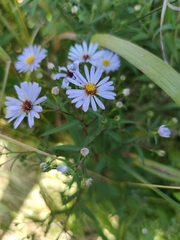 Symphyotrichum × salignum
