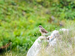 Falco tinnunculus