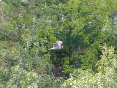 Falco peregrinus
