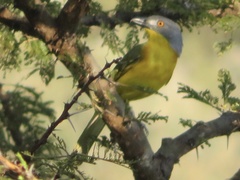Malaconotus blanchoti