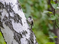 Poecile montanus