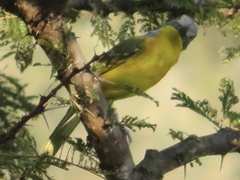 Malaconotus blanchoti