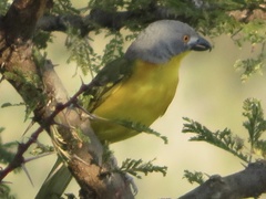 Malaconotus blanchoti