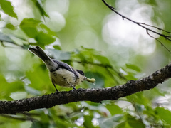 Parus major