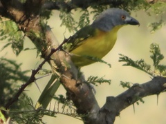 Malaconotus blanchoti
