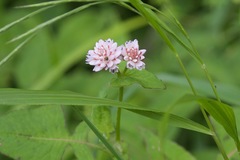 Persicaria runcinata
