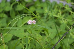 Persicaria runcinata