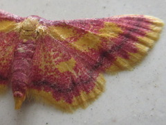 Idaea muricata