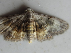 Araeopteron amoena