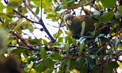 Hapalopsittaca fuertesi