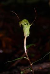 Pterostylis brumalis