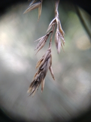 Poa stiriaca