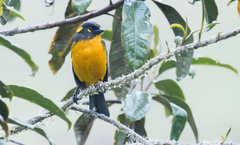 Anisognathus lacrymosus