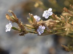 Dianthus polymorphus