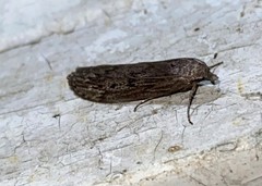 Aphomia terrenella