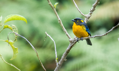 Anisognathus lacrymosus