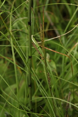 Carex nigra juncea