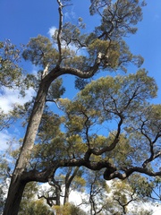 Lysicarpus angustifolius