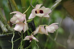 Dendrobium pulchellum