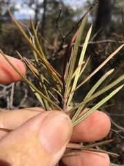 Lysicarpus angustifolius