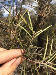 Lysicarpus angustifolius